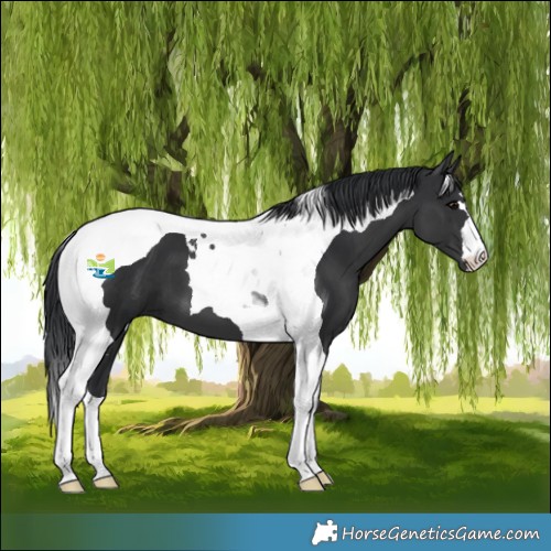 Horse Color:Black Tobiano