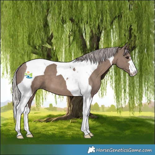 Horse Color:Silver Grullo Tobiano