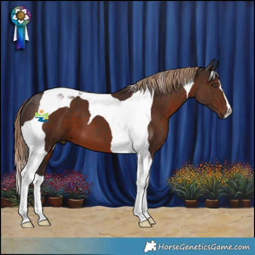Horse Color:Liver Chestnut Tobiano