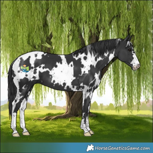 Horse Color:White Spotted Black