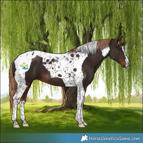 Horse Color:Liver Chestnut Tobiano 
