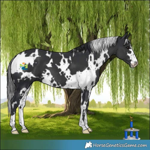 Horse Color:White Spotted Black