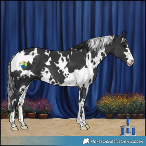Horse Color:White Spotted Black