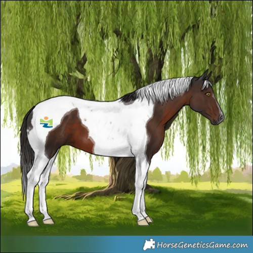 Horse Color:Gray Liver Chestnut Tobiano 