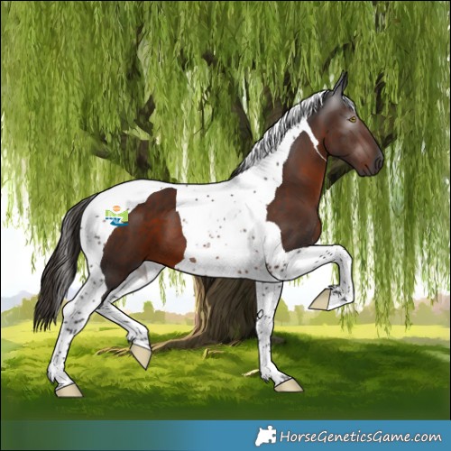 Horse Color:Gray Liver Chestnut Tobiano 