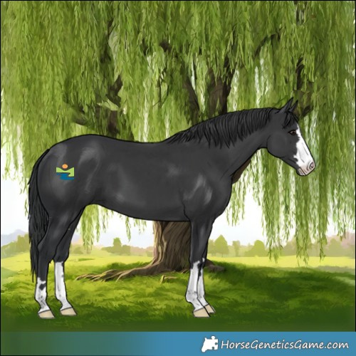 Horse Color:Black 