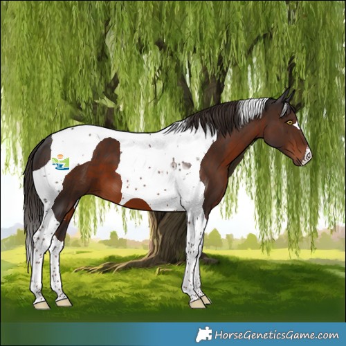 Horse Color:Liver Chestnut Tobiano 