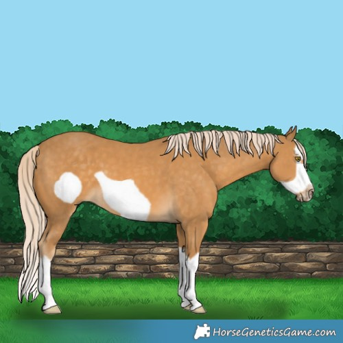 Horse Color:Palomino Splash Frame 