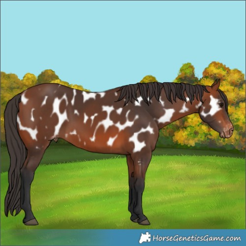 Horse Color:Bay Near Leopard