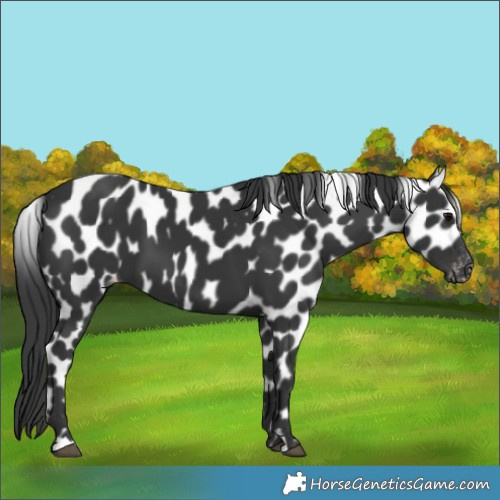 Horse Color:Black Leopard
