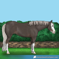 Horse Color:Silver Black Splash