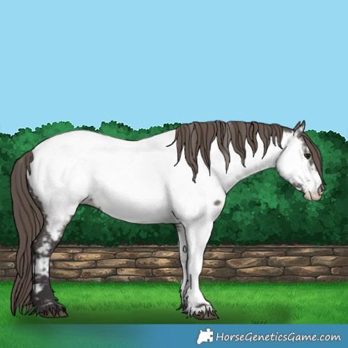 Horse Color:White Spotted Smoky Grullo Near Fewspot 
