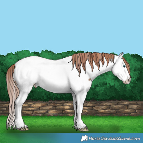 Horse Color:Liver Chestnut Sabino Splash Near Fewspot 