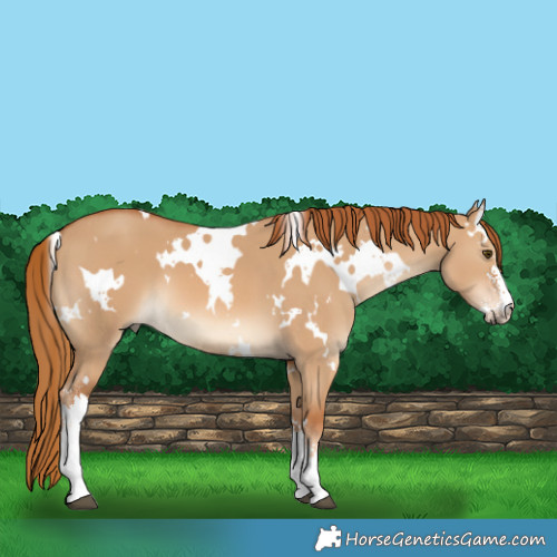 Horse Color:White Spotted Red Dun Sabino 