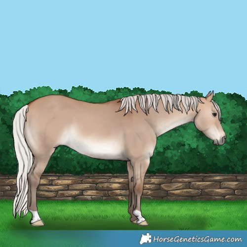 Horse Color:Silver Bay Dun 