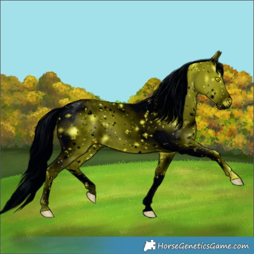 Horse Color:ERROR: UNKNOWN ANOMALY