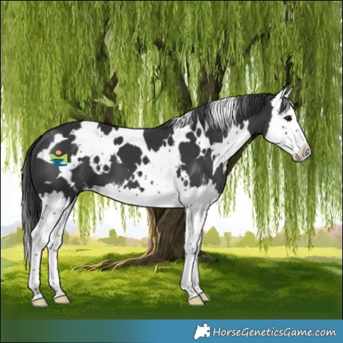 Horse Color:White Spotted Black Splash 