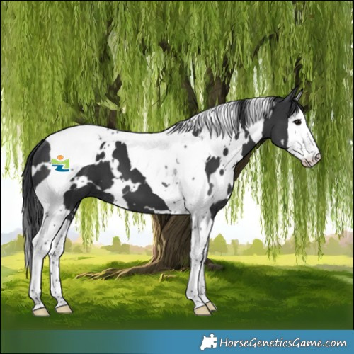 Horse Color:White Spotted Black Splash Tobiano 