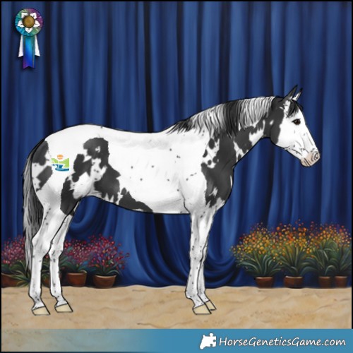 Horse Color:White Spotted Black Splash Tobiano 