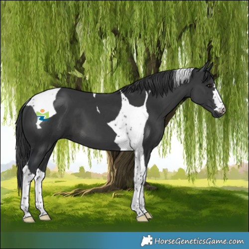 Horse Color:Black Tobiano 