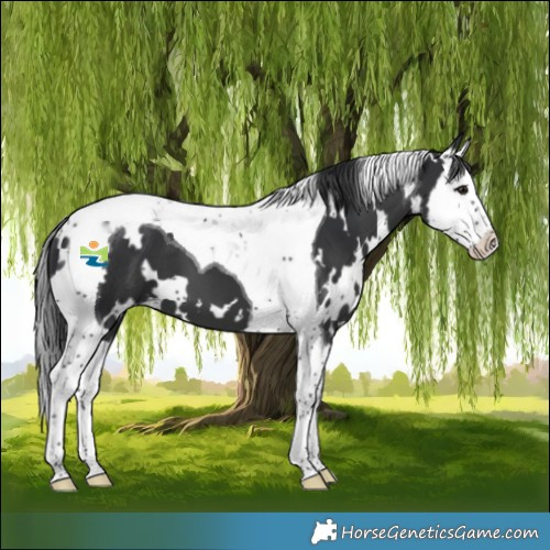 Horse Color:White Spotted Black Splash Tobiano 
