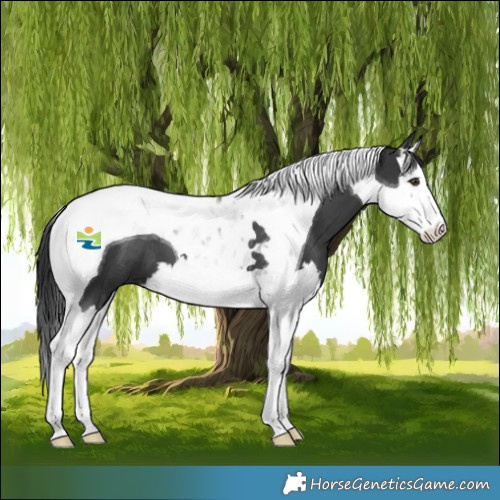Horse Color:Black Splash Tobiano 