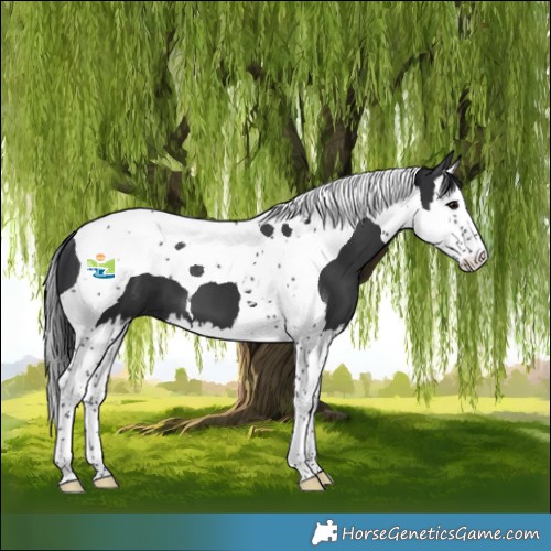Horse Color:Black Splash Tobiano 