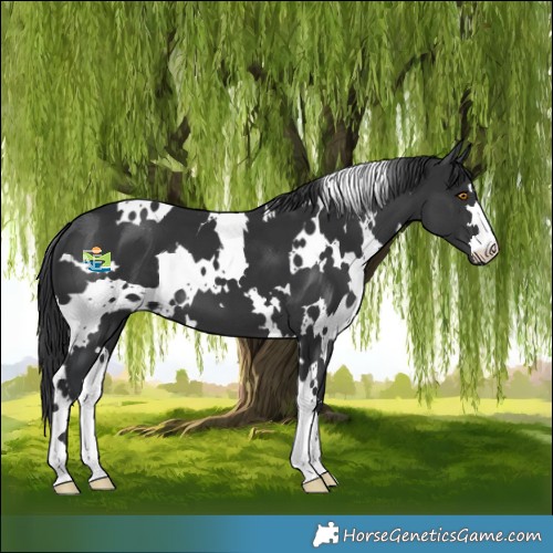 Horse Color:White Spotted Black 