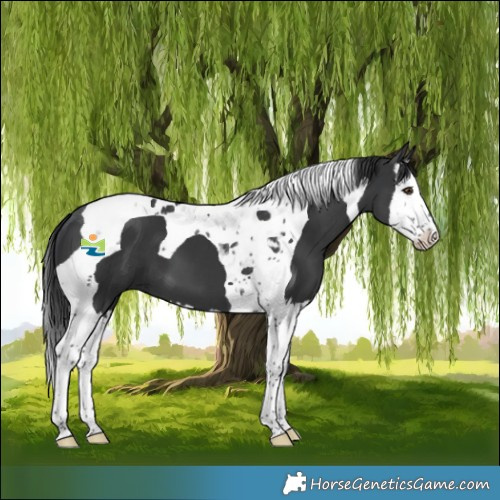 Horse Color:Black Splash Tobiano 