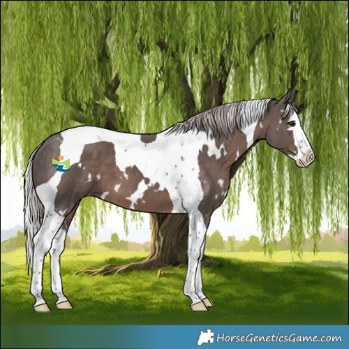 Horse Color:White Spotted Silver Black Splash Tobiano