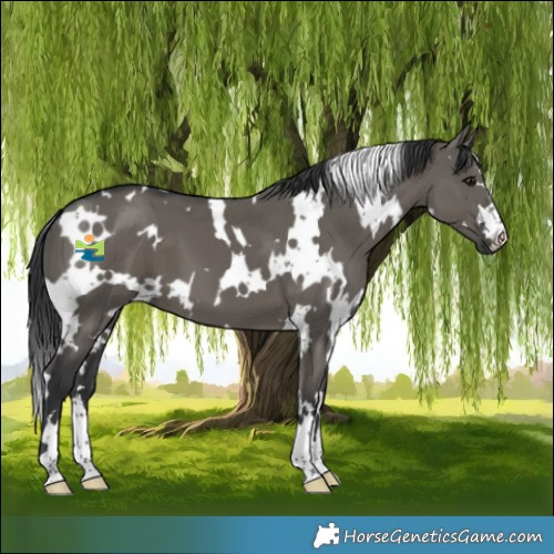 Horse Color:White Spotted Grullo