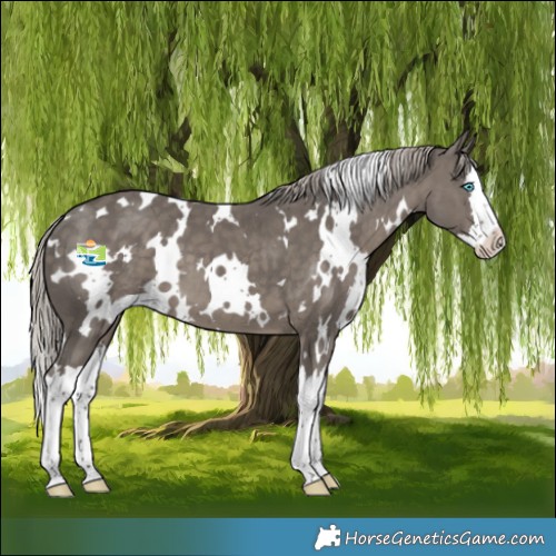Horse Color:White Spotted Silver Black Splash