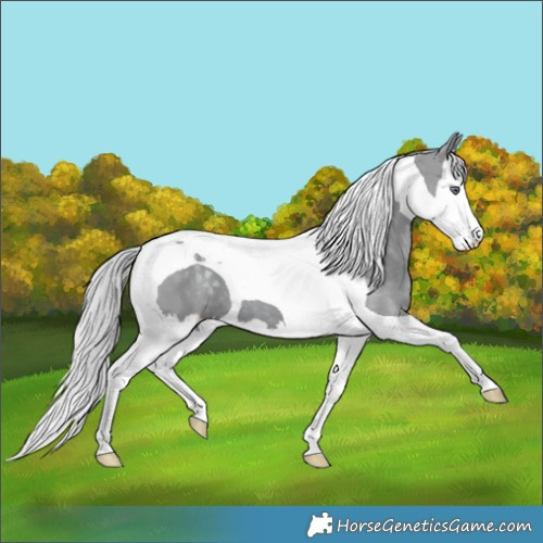 Horse Color:Silver Grullo Chinchilla Splash Tobiano 