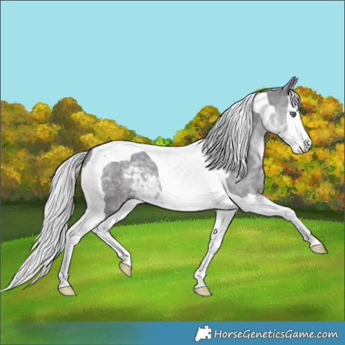 Horse Color:Silver Smoky Grullo Chinchilla Splash Tobiano
