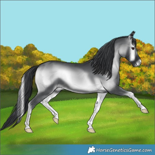 Horse Color:Blue Onyx Chinchilla 