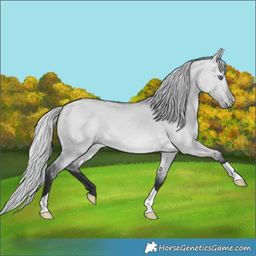 Horse Color:Silver Bay Chinchilla Dun