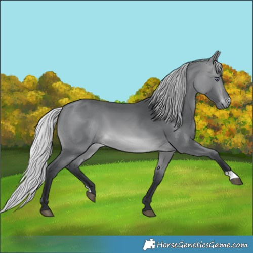 Horse Color:Silver Brown Chinchilla