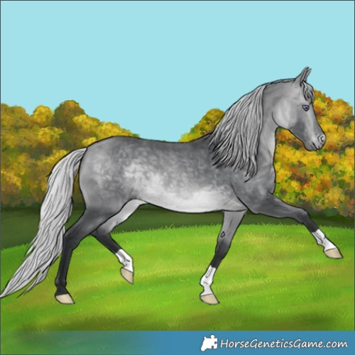 Horse Color:Silver Bay Chinchilla 