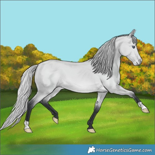 Horse Color:Silver Bay Chinchilla Dun