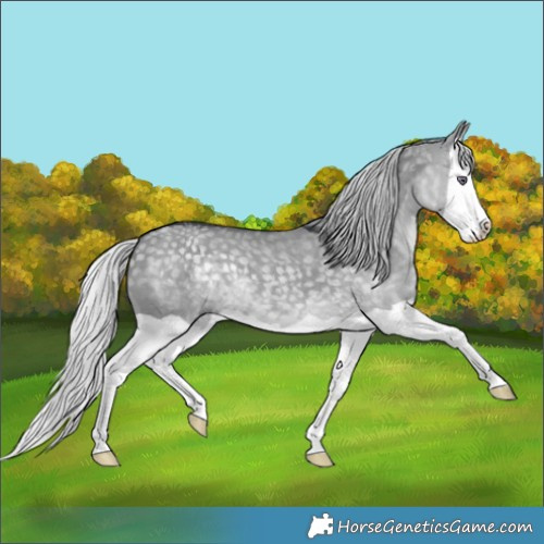 Horse Color:Silver Grullo Chinchilla Splash 