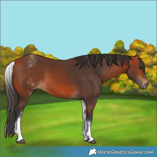 Horse Color:White Spotted Bay 