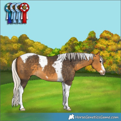 Horse Color:Silver Buckskin Splash Tobiano Frame