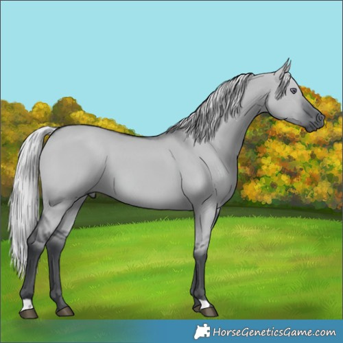 Horse Color:Silver Grullo Chinchilla