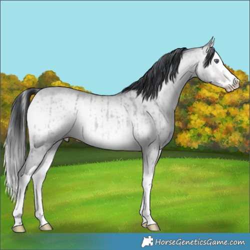 Horse Color:Amber Champagne Chinchilla Onyx Splash Brindle 