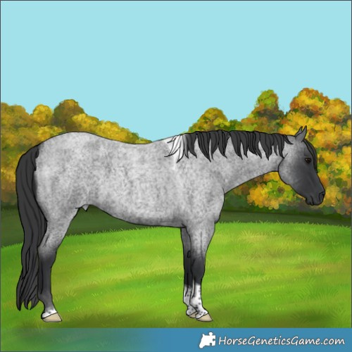Horse Color:Blue Roan Tobiano 