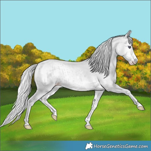 Horse Color:Silver Classic Champagne Chinchilla Onyx