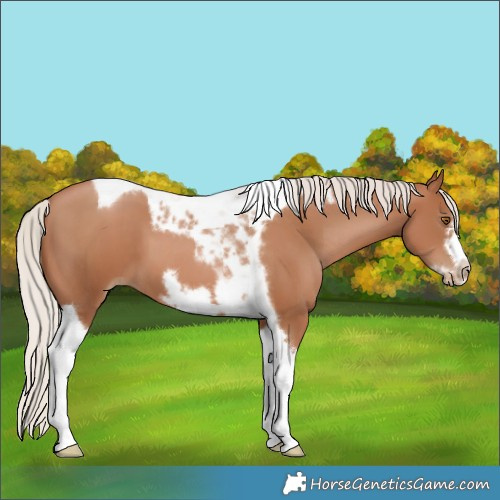 Horse Color:Silver Black Pearl Tobiano Frame 