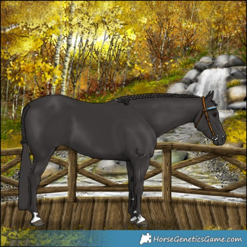 Horse Color:Smoky Black