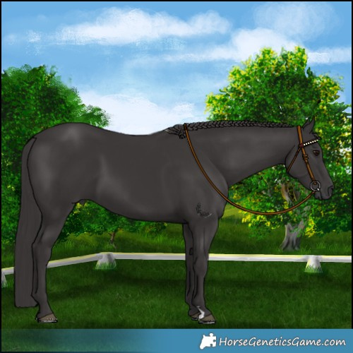 Horse Color:Smoky Black 