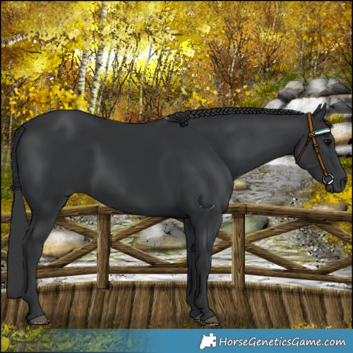 Horse Color:Black 